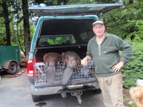 Comstock Swim Through Beaver Cage Traps Features Sometimes Overlooked