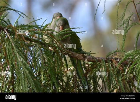 A Pair Of Monk Parakeet Myiopsitta Monachus Or Quaker Parrot