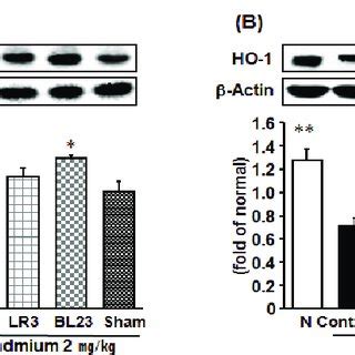 Renal Apoptosis Related Protein Expressions A Bax B Cytochrome C