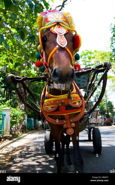 A Bay Horse Stock Photo Alamy