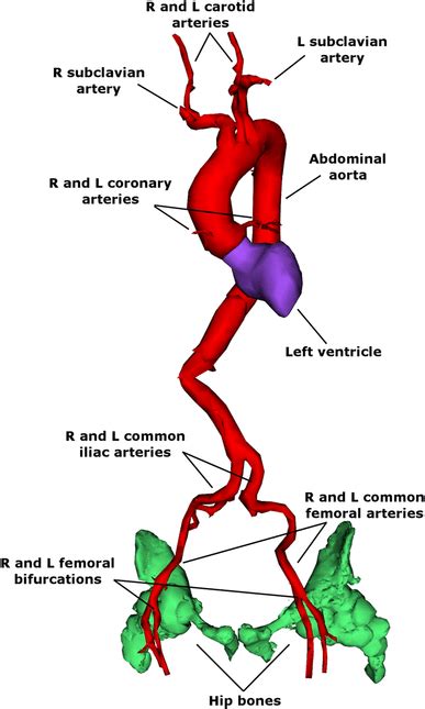 D Models Of The Cta Based Segmented Aorta With Coronary Arteries And