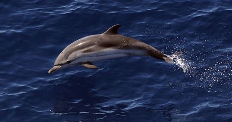 Sexually Frustrated Dolphin Forces French Mayor To Close Beach