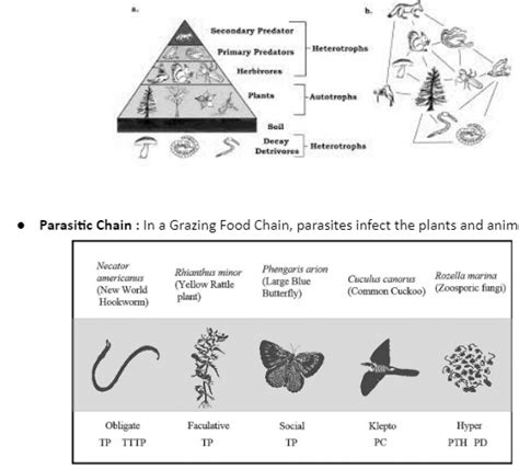 Grazing Food Chain