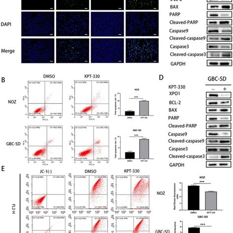 Xpo1 Inhibitor Kpt 330 Induced Gbc Cells Apoptosis By Reducing