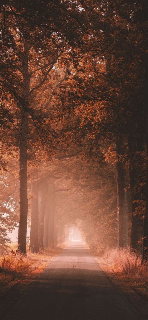 An Empty Road Surrounded By Tall Trees In The Fall