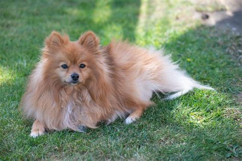 Pomeranian Small Dog - Free photo on Pixabay