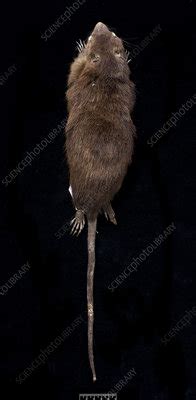 Antillean Giant Rice Rat Stock Image C010 1961 Science Photo Library