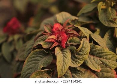 5,344 Reddish Pink Flower Images, Stock Photos & Vectors | Shutterstock