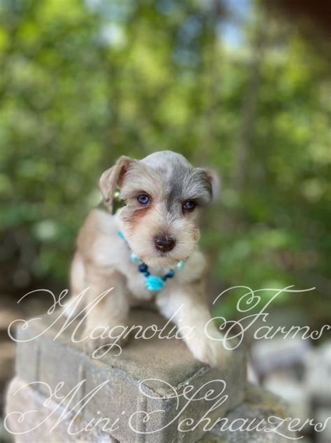 Liver Pepper Miniature Schnauzer