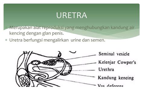 Anatomi Reproduksi Jantan Dan Betina Pada Sapi Dan Babi Ppt