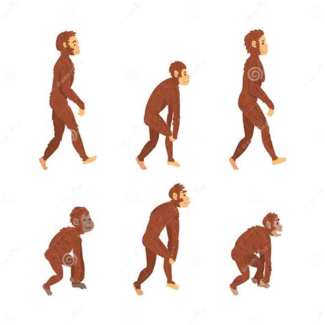 Monkey or Primate As Human Evolution Stage and Gradual Development Vector Set Stock Illustration ...