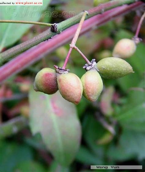 Euonymus Alatus Thunb Sieb