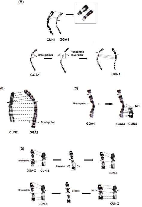 Banding Cytogenetics Of The Vulnerable Species Houbara Bustard