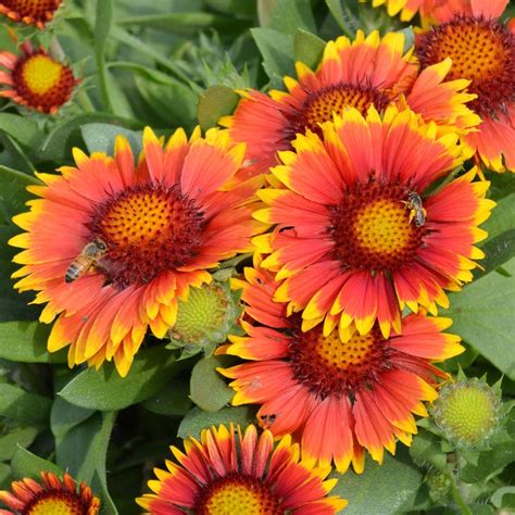 Gaillardia X Grandiflora Arizona Sun From Nvk Nurseries