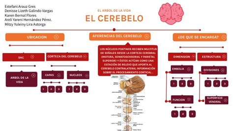 Mapa Conceptual Cerebelo