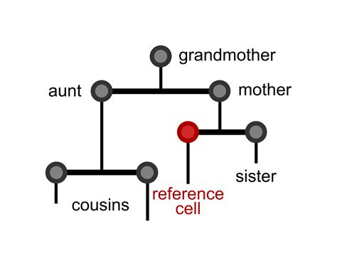 The hidden rhythm of our cells