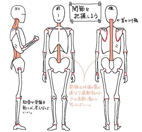 イラストで人を描くには人体構造を知ることが上達の近道！ ラインスタンプ工房＋イラスト上達のコツ一枚絵描き方研究室 解剖学アート 人間