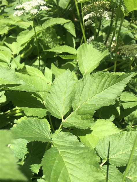 Wisconsin Wildflower Goutweed Ground Elder Bishop S Weed