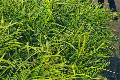 Pandanus Pygmaeus O Comúnmente Conocida Como Planta Pandanus Amarilla Africana Esta Planta Es