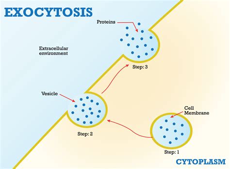 About Endocytosis The Cell Transports Protein Graphic Design