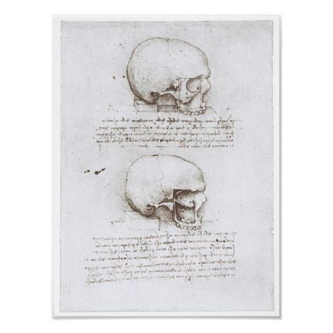 Lateral View of the Skull, Leonardo da Vinci Poster | Zazzle | Leonardo ...