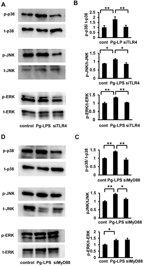 Ijms Free Full Text Porphyromonas Gingivalis Lipopolysaccharides