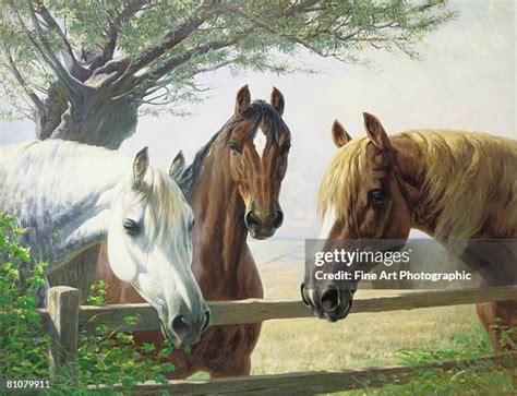 3,038 Old Pack Horse Stock Photos, High-Res Pictures, and Images ...