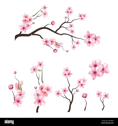 Cherry Blossom Branch Clip Art Free Vectors Various Cherry Blossom