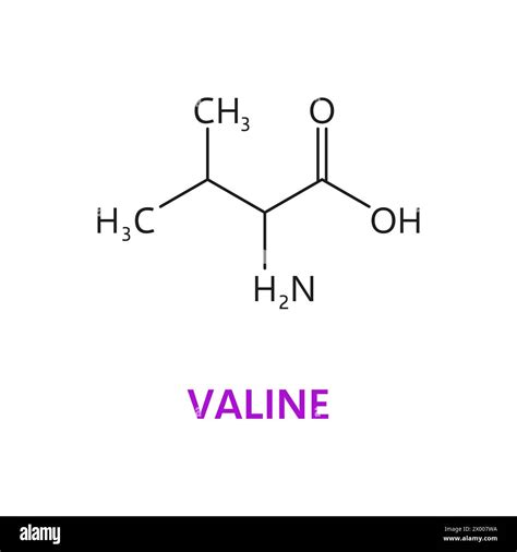 La Valina Un Aminoácido Esencial Tiene Una Cadena Lateral Alifática