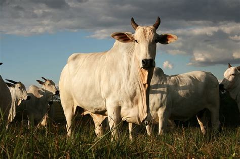 Bovinos de corte desempenham papel fundamental no cenário agro