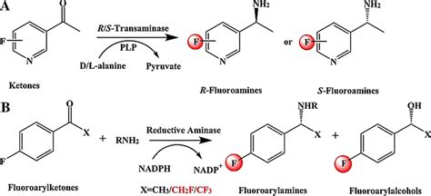 The Fluorinated Compounds Were Obtained By Reductive Amination A Download Scientific Diagram