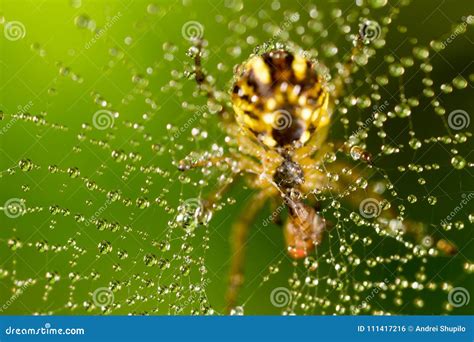 Water Droplets On A Spider Web With Spider In Nature Stock Photo