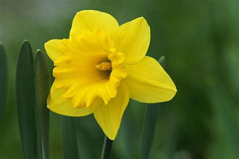 Los Narcisos Amarillos Son Plantas Perennes Resistentes Y F Ciles De