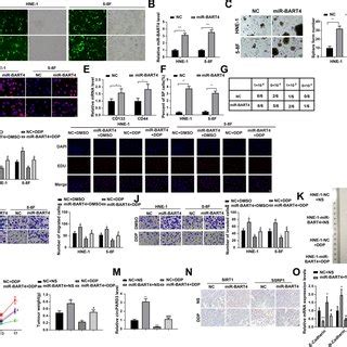 EBV MiR BART4 Induced Stemness And Cisplatin Resistance In NPC SP