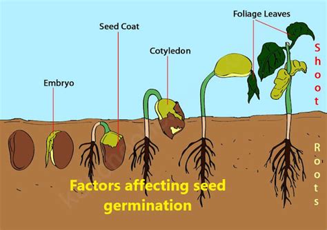 Factors affecting seed germination