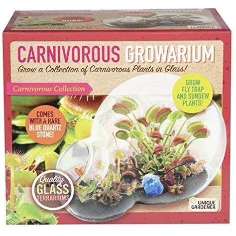 Best Carnivorous Plant Terrarium Kits