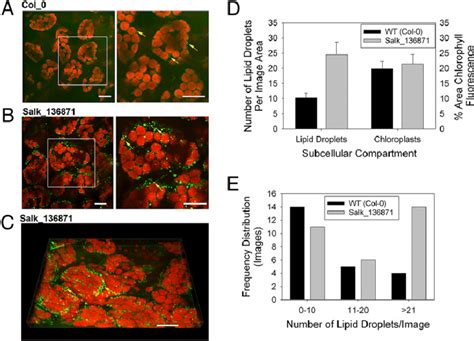 Lipid Droplets Are Abundant In Leaves Of Cgi 58 Mutants A