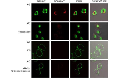 Uptake And Intracellular Localization Of Fitc Mt Green M Min