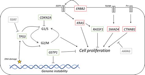 Representation Of The Tumor Mutational Landscape By Ctdna Analysis