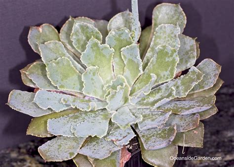 Echeveria Shaviana Oceanside Garden