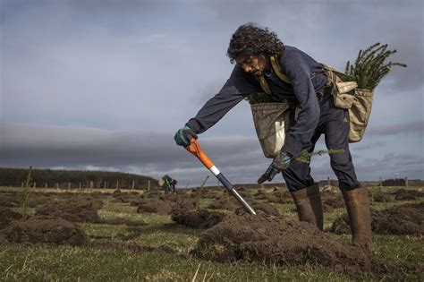 What Is Afforestation? Definition, Pros, and Cons