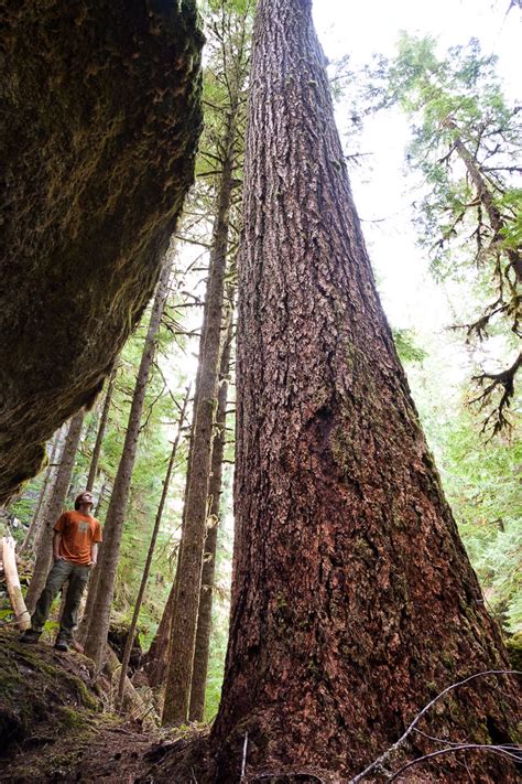 Cathedral Grove Canyon - Ancient Forest Alliance