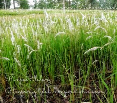 Ilalangkau Rumput Liar Yang Beruntung