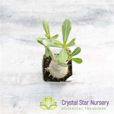 Adenium Colorful - Crystal Star Nursery