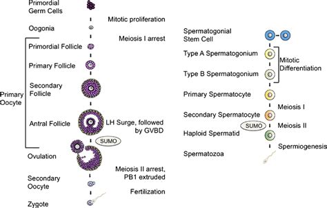 Oogenesis And Spermatogenesis Within The Ovary Primordial Germ Cells Download Scientific