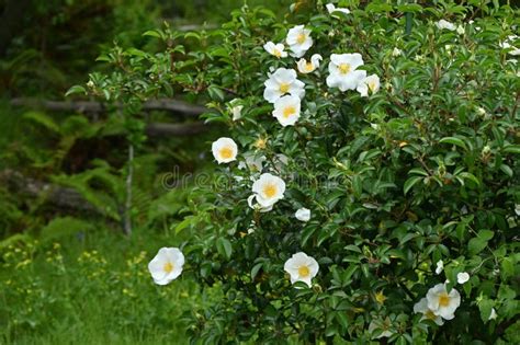 Cherokee Rose Rosa Laevigata Flowers Stock Photo Image Of Green