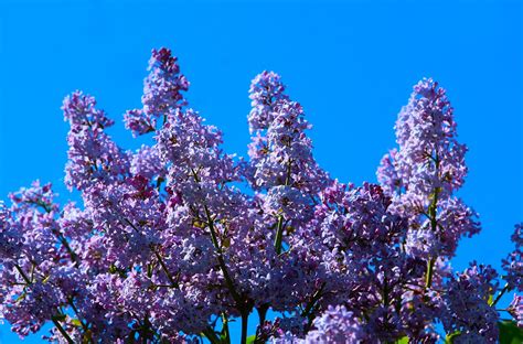 Flores Moradas Naturaleza Foto Gratis En Pixabay Pixabay