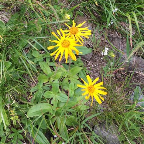 Mountain Arnica Wolfs Bane Arnica Montana Seeds