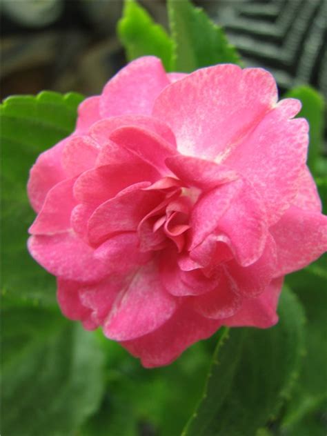 Купить семена Бальзамин Impatiens Stardust Rose в Москве: доставка ...