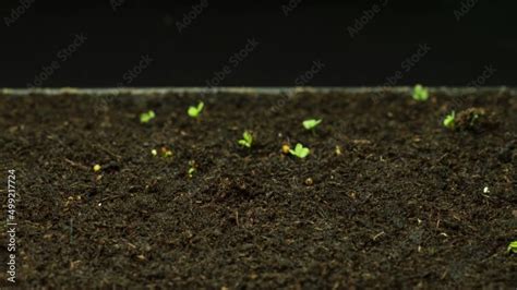 Time-lapse Image of Plant Growth Stock Video | Adobe Stock